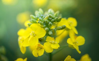 close up of a canola flower