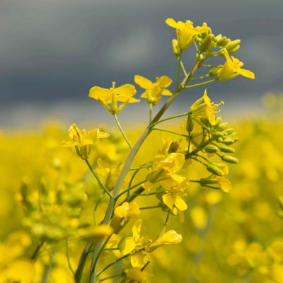 Canola plant - in field - closeup