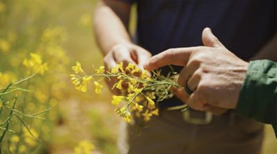 6 Reasons You Should Grow Winter Canola