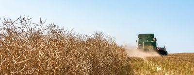 canola harvester