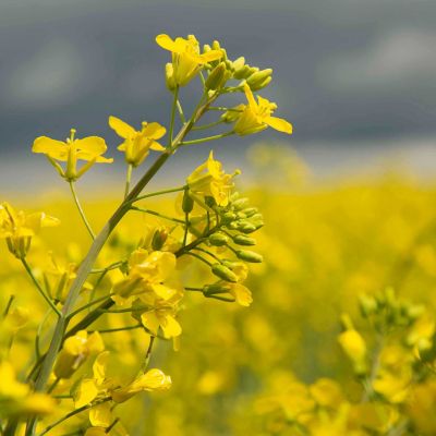 Canola - plants in field