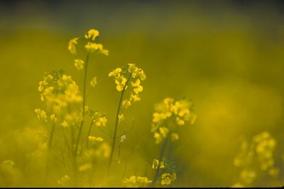 Canola plants and flowers - several - closeup