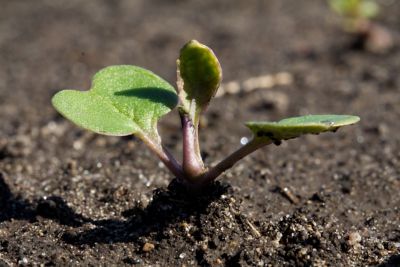 canola seedling