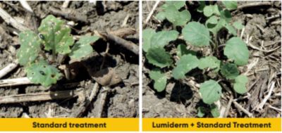 canola treated vs untreated