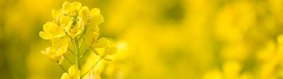 canola close up in field