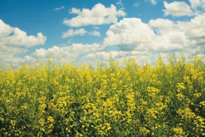 canola field with blue sky and white clouds