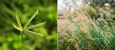 Capim-pé-de-galinha (Eleusine indica) e capim-amargoso (Digitaria insularis)