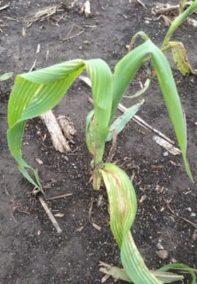 How to Mitigate Herbicide Carryover Injury Following Drought