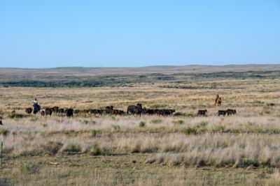 Cattle drive at Blue Ranch