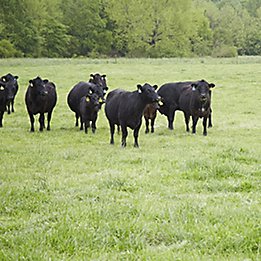 Image of cattle in pasture