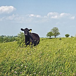 Image of a cow in a pasture
