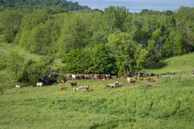 Cattle in pasture