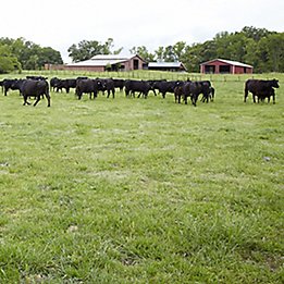 Image of cattle in pasture with barn