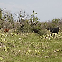 Image of cattle in pasture with pricklypear