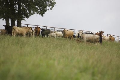 Cattle graze at Cope Family Farms near Aurora, Missouri.
