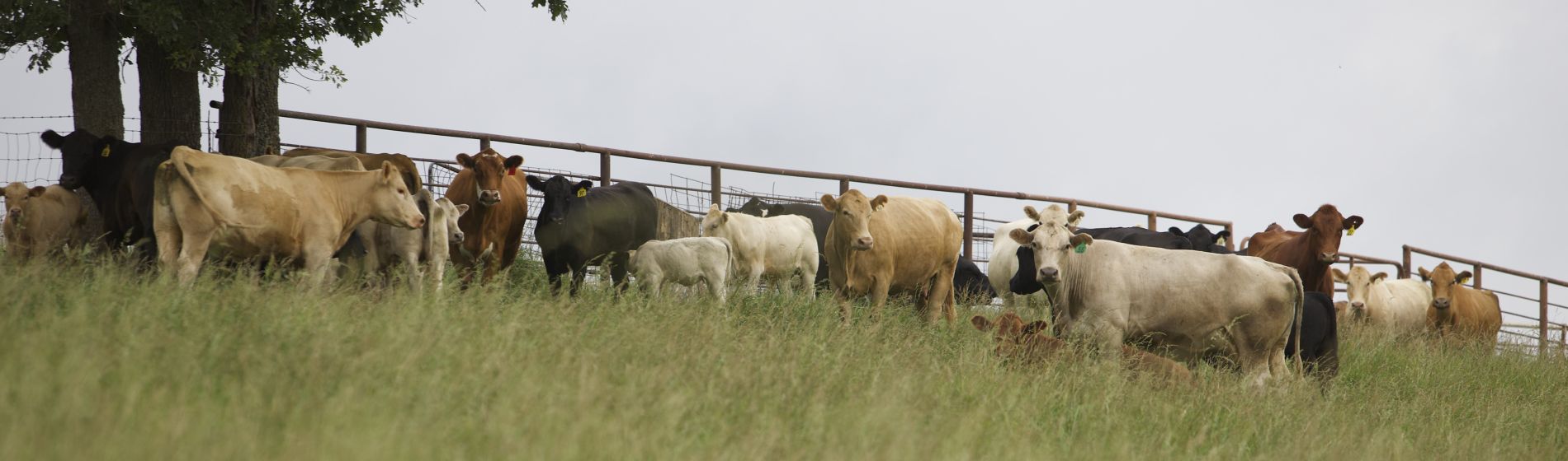 Cope family ranch