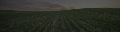 Acres of cereal crops landscape