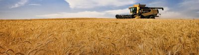 cereal harvest