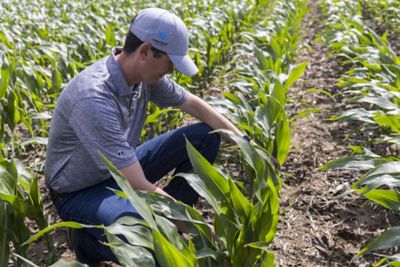 Managing Northern Corn Leaf Blight