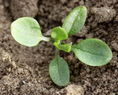 chickweed