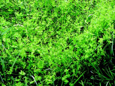 Chickweed in lawn