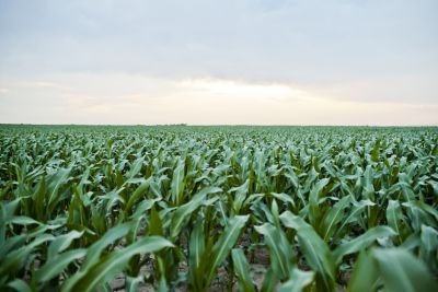 Clean Corn Field
