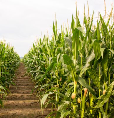 Clean corn rows at tassle stage