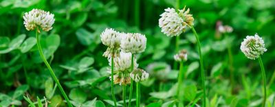 white clover