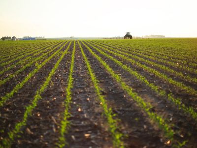 Early corn - clean rows