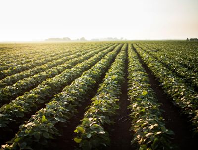 Clean rows soybeans horizon view