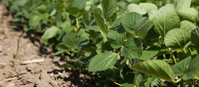 soybean rows