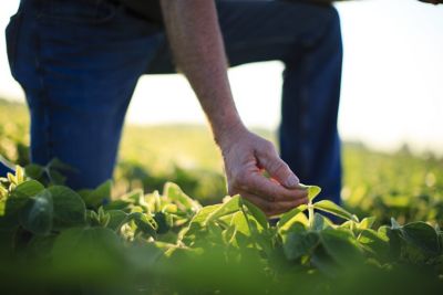 Closeup of farmer examining crops