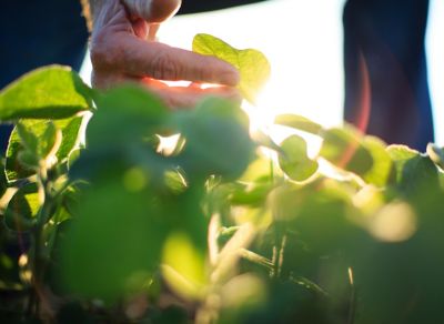 Closeup farmer examining soybean plant