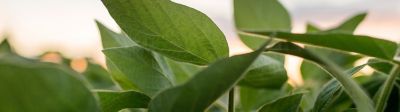 Photo - closeup - soybean plants in field, midseason