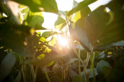 White Mold Management