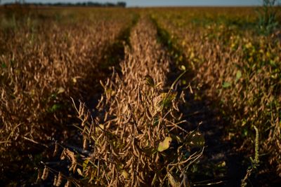soybeans ready for harvest