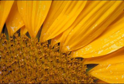 Sunflower closeup - partial bloom
