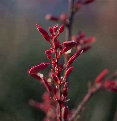 Closeup of flowers