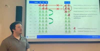 Why is it important to grow clubroot resistant hybrids?