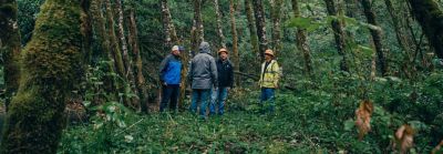 collaboration of forestry workers