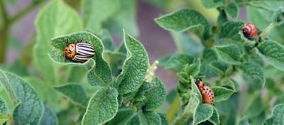 colorado potato beetle in potatoes