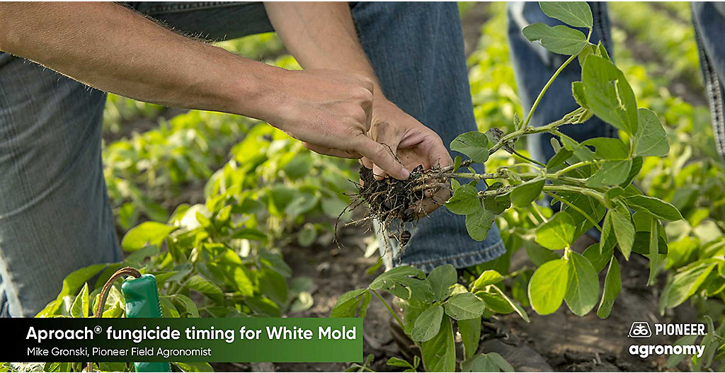 Combating White Mold