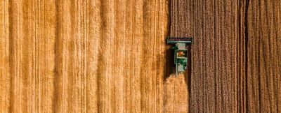 combining wheat