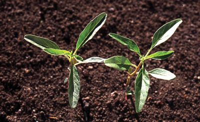 Common waterhemp/pigweed
