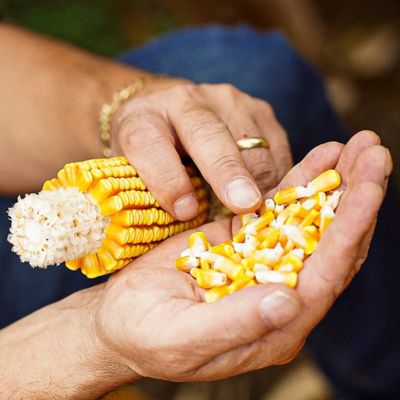 Homem com sementes de milho e sabugo nas mãos