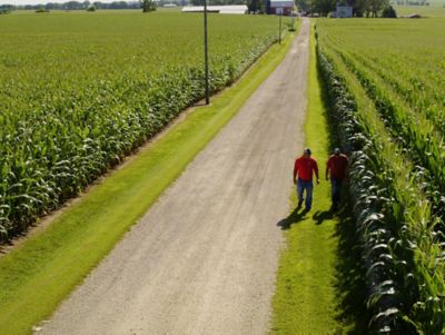 Men walking along corn field