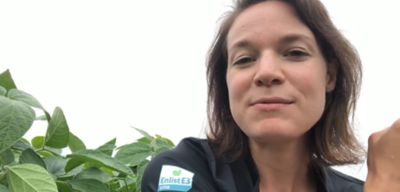 Controlling Horsetail in Enlist E3 Soybeans