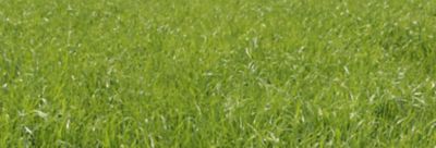 controlling-weeds-in-grassland