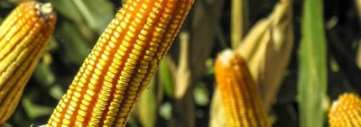 close up of corn cob in field