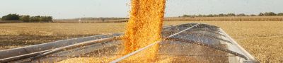 Corn harvest, corn field